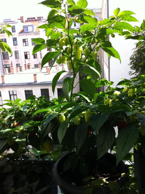 Habanero Red1.jpg