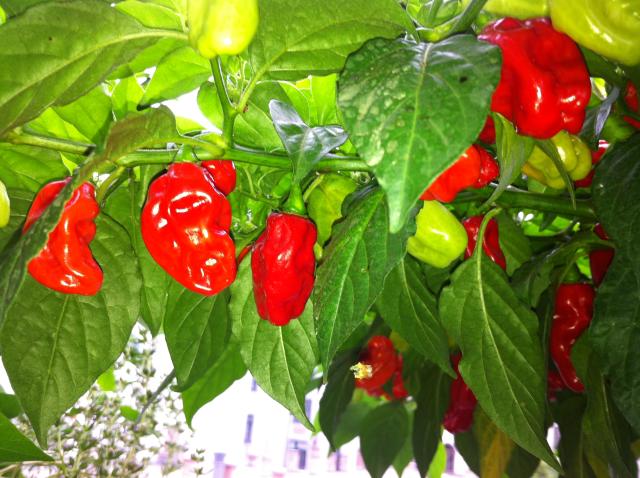 Habanero Red2.jpg