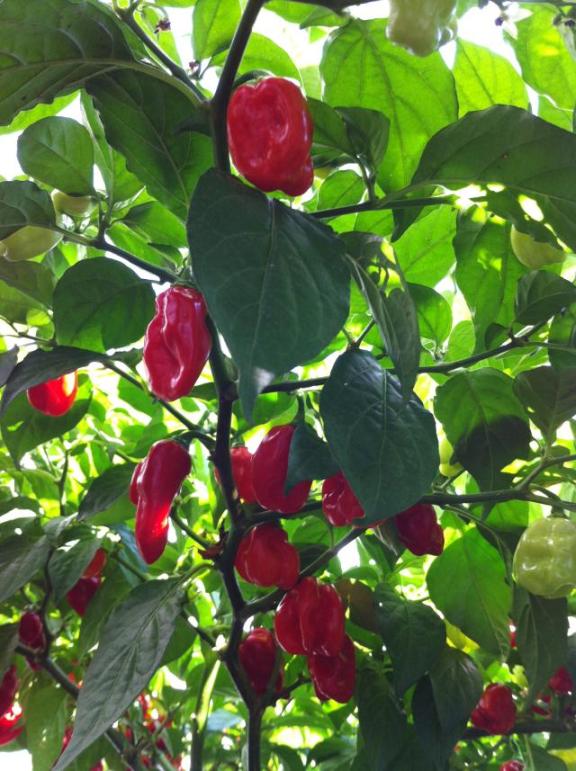 Habanero Red4.jpg