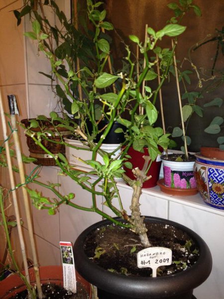 Habanero rot 2009 - 20140110 chilicode_9436.JPG