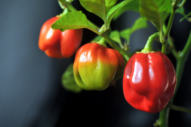 Habanero.Surinam.Red.beim.reifen.3.jpg