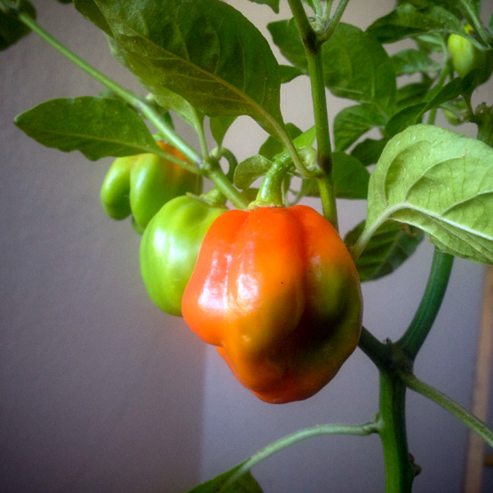 Habanero.Surinam.Red.beim.reifen.jpg