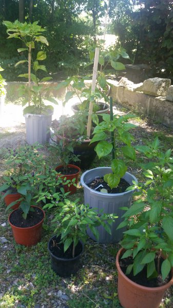 Habanero und NuMex Centennial.jpg