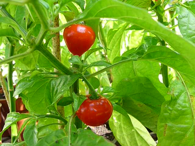 habanero vietnam.JPG