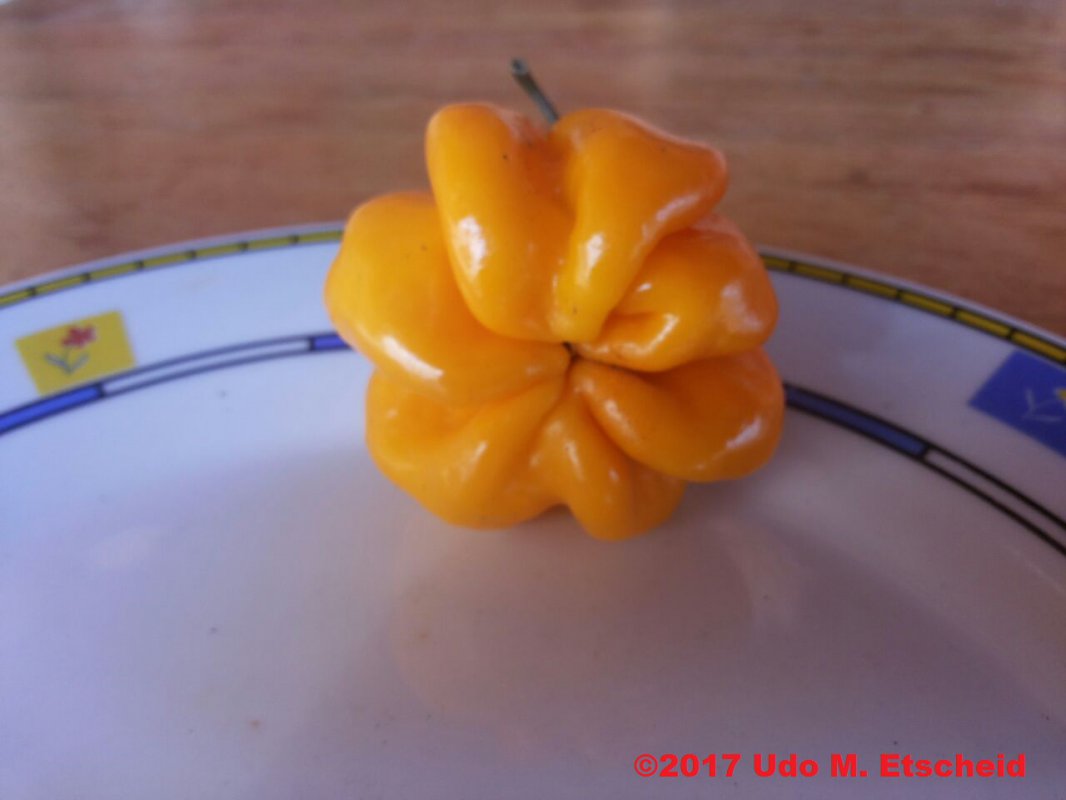 Habanero Westindian Yellow_ok.jpg