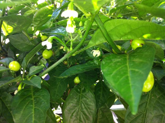 Habanero White 2.jpg