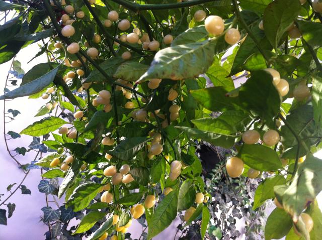 Habanero White 2.jpg