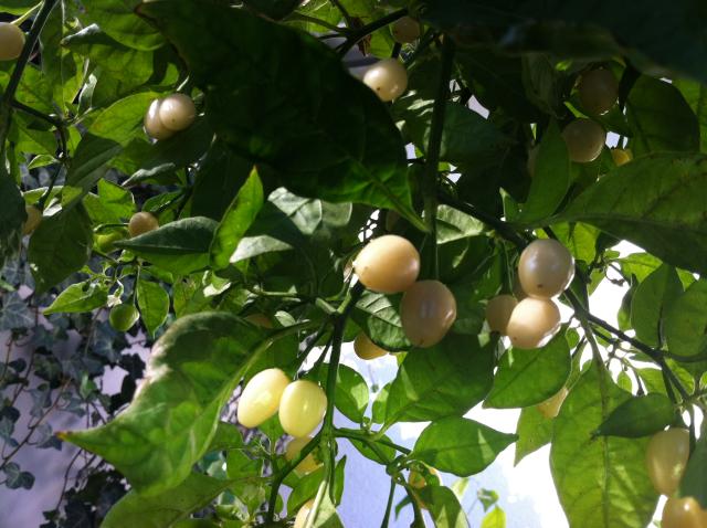 Habanero White 3.jpg
