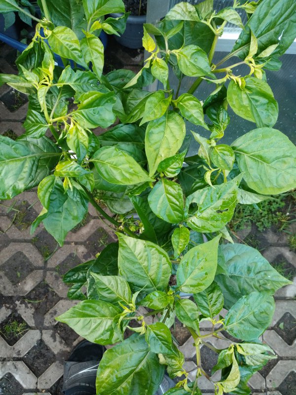 Habanero White Giant 2.jpg