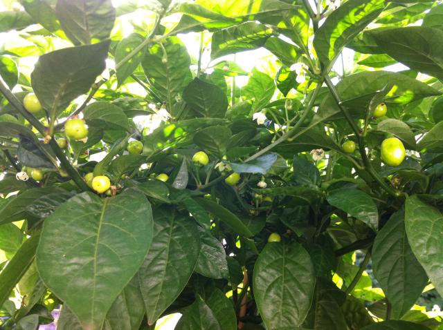 Habanero White.jpg