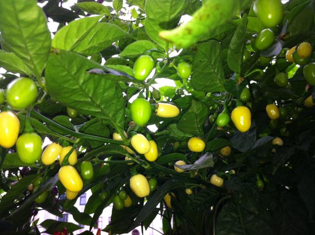 Habanero White.jpg