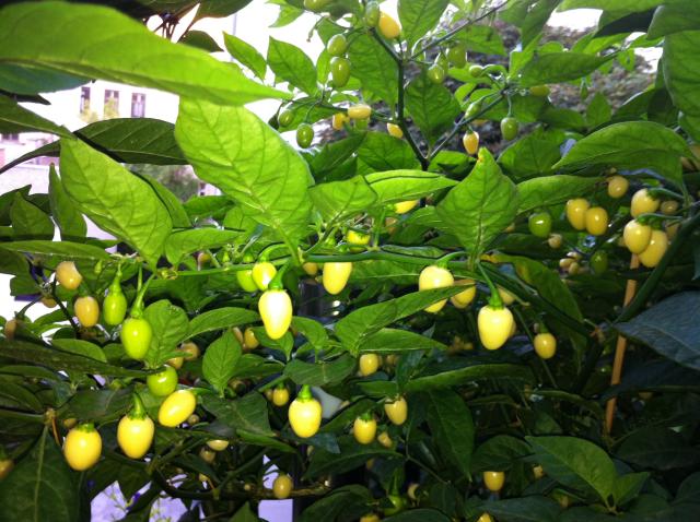 Habanero White.JPG