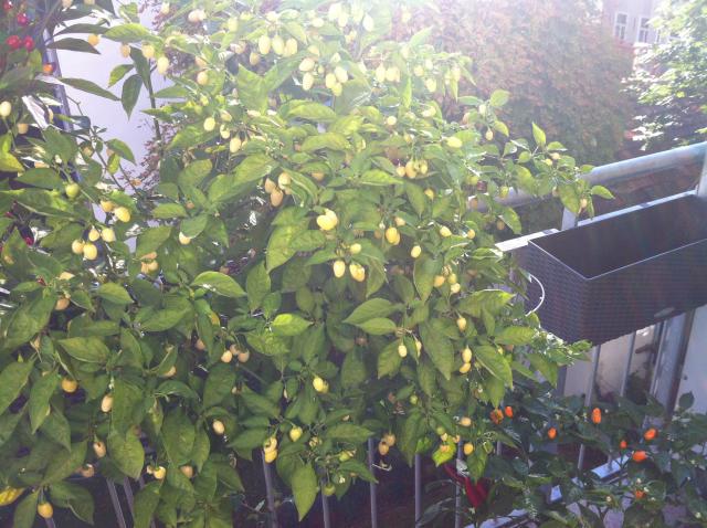 Habanero White.jpg