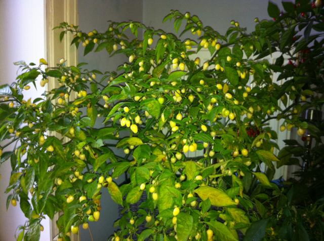 Habanero White.jpg