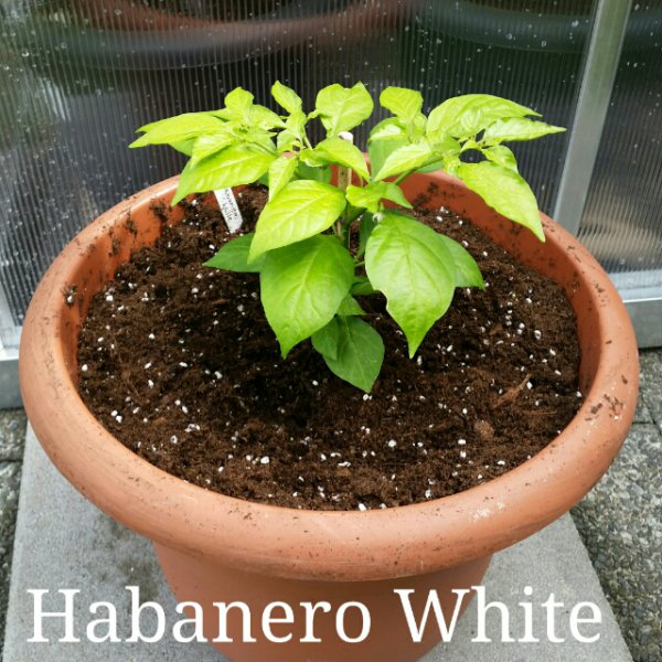 Habanero White.jpg