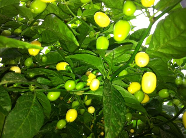 Habanero White2.jpg