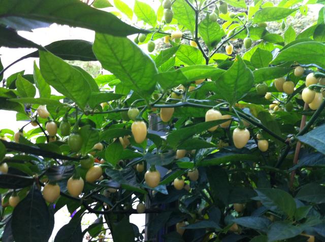Habanero White2.JPG