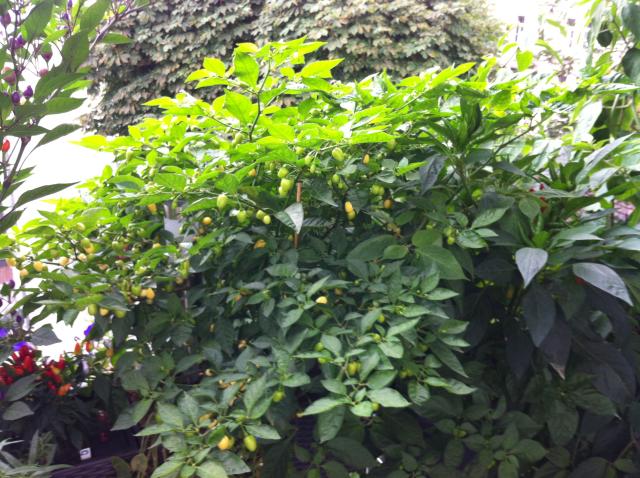 Habanero White3.jpg