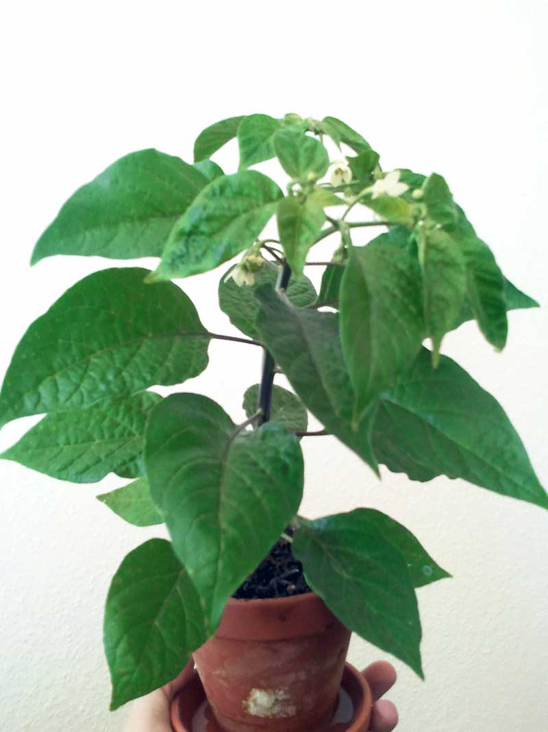 habanero1.jpg