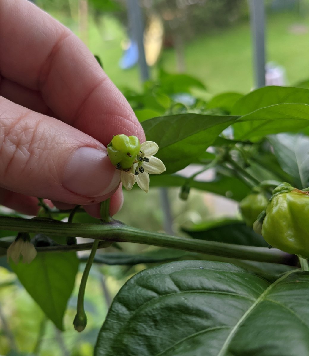 Habanero1.jpg