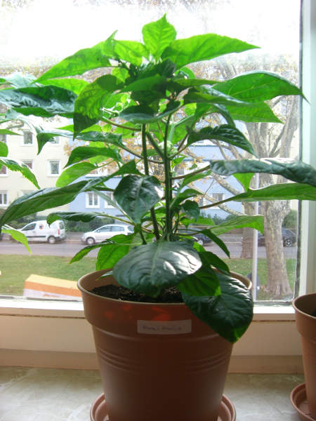 Habanero_Francisca_20121101.JPG