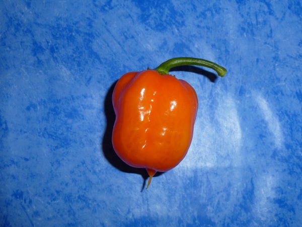 Habanero_Francisca_20121222.JPG