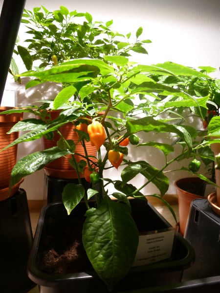 Habanero_Francisca_20130103.JPG