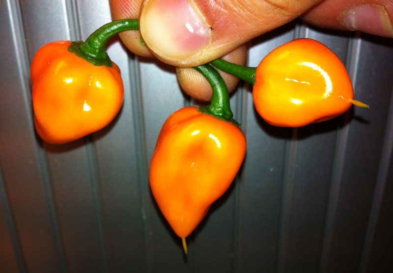 habanero_manzano.jpg