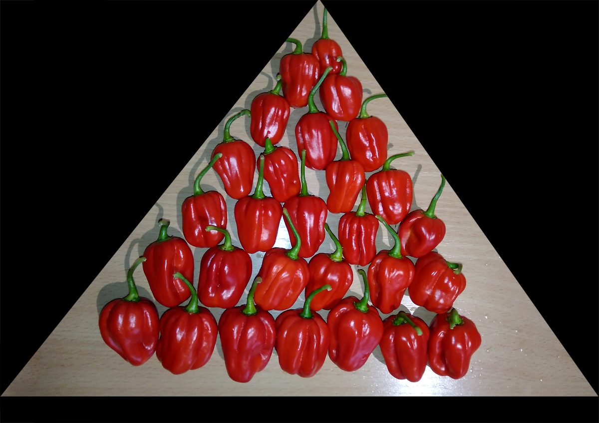 Habanero_pyramidalis.jpg