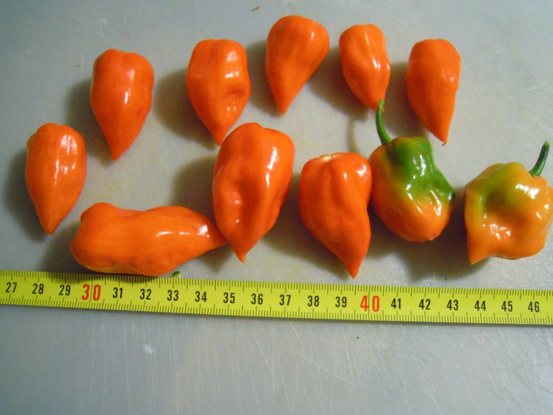 Habanero_Safron_01.JPG