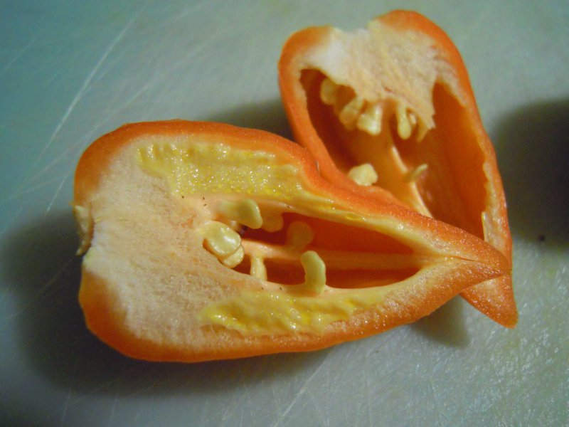 Habanero_Safron_02.JPG