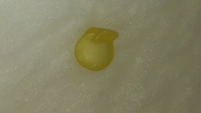 Habanero_Samen.jpg