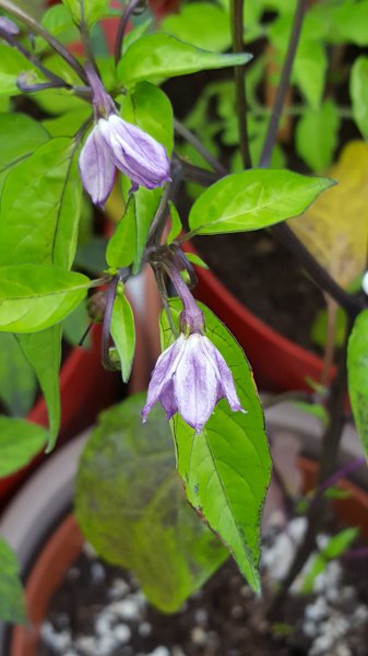 HalblangerVulkan x Bolivian Rainbow Blüte.jpg