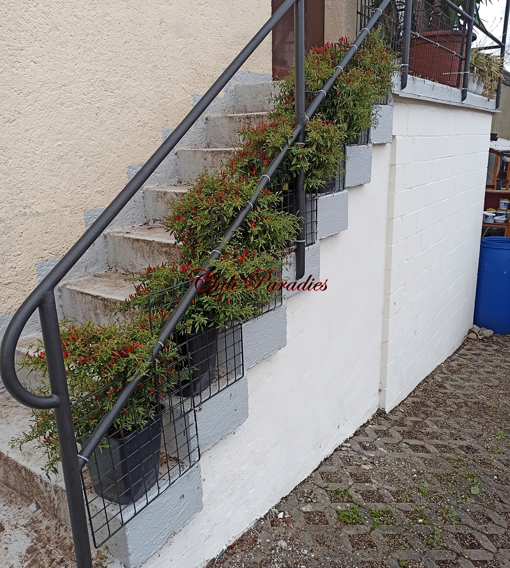 Hauseingangstreppe.jpg