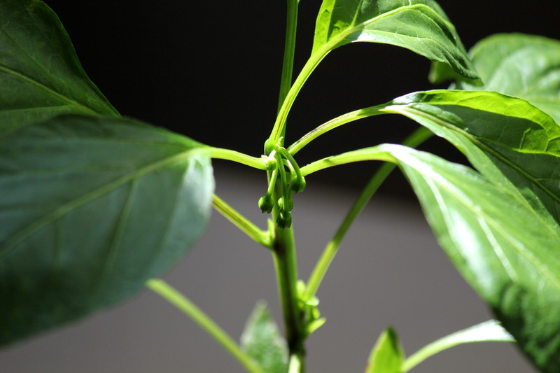 hawaiian_sweet_hot_knotu4n.jpg