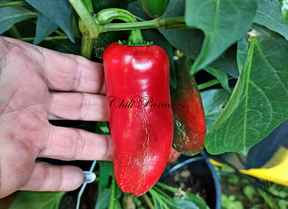 HJP 239 Jalapeño1.jpg