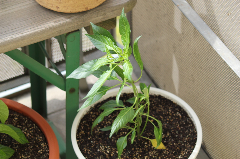 hongkongchili_im_windcnw3.jpg