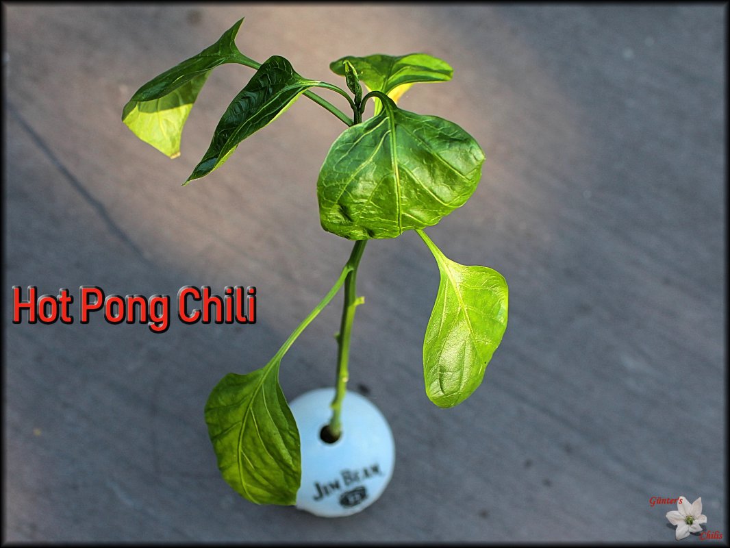 Hot Pong August 2018.JPG