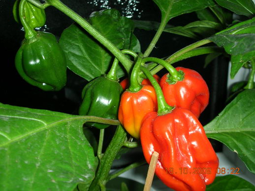 hpHabanero_orange_2009-10-18_0501.jpg