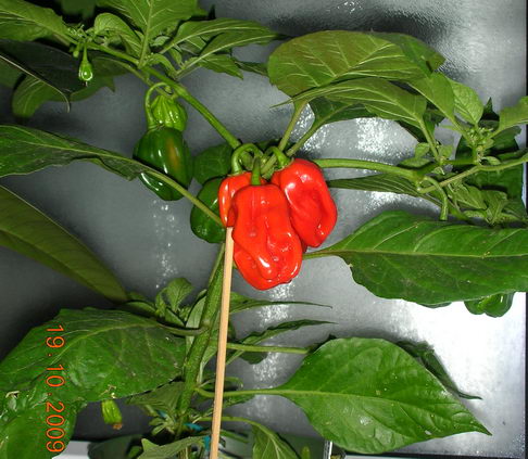 hpHabanero_orange_2009-10-19_0516.jpg
