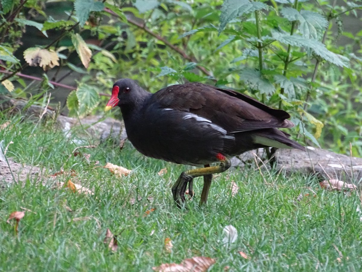 Huhn oder Ente.jpg