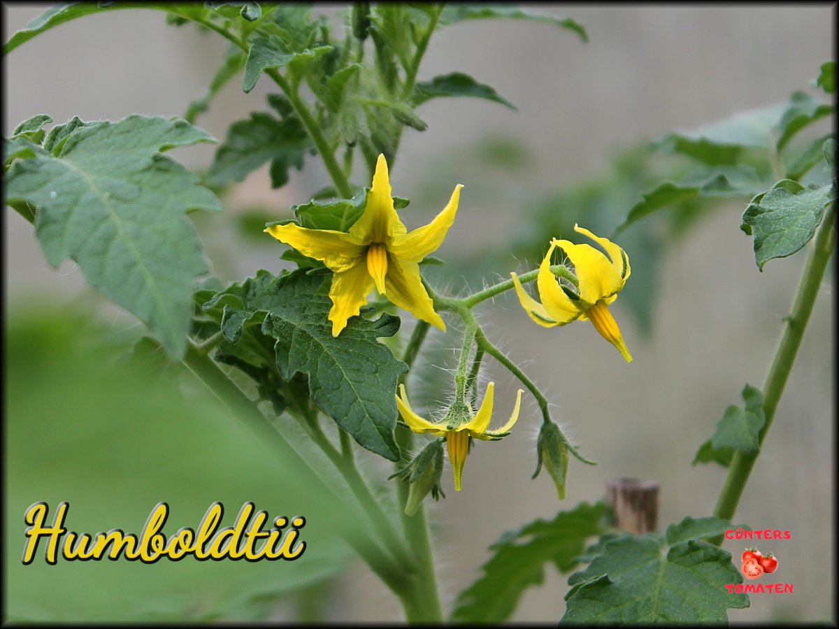 Humboldii 10052020.JPG