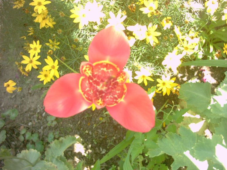 IM000508.JPG