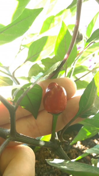 IMAG0065.jpg