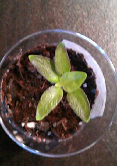 IMAG0116-1.jpg