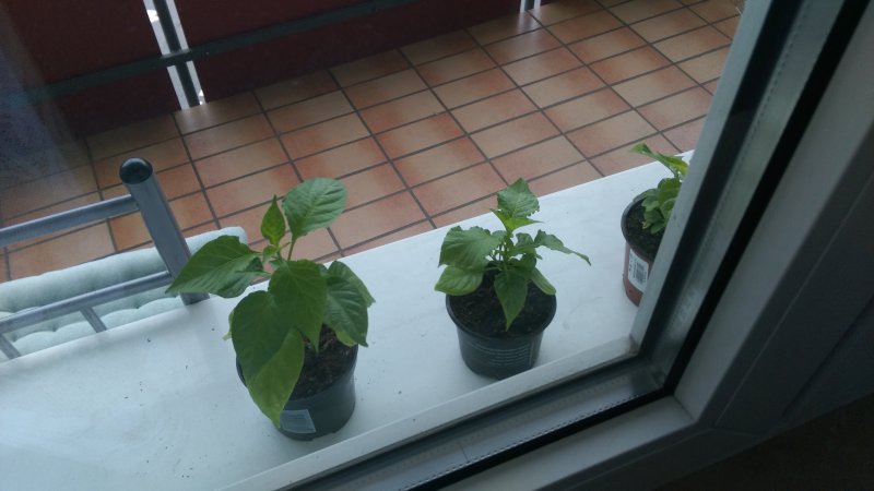IMAG0158.jpg