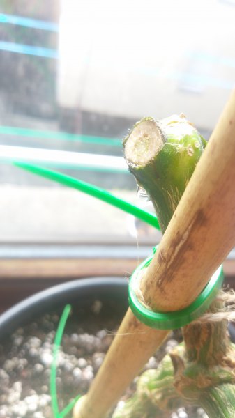 IMAG0159.jpg