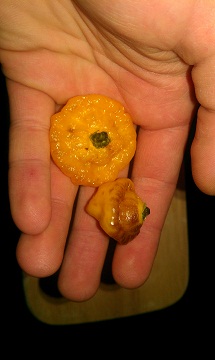 IMAG0290.jpg
