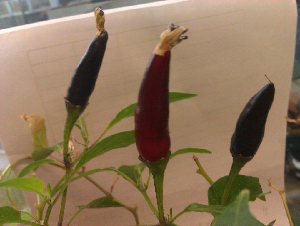 IMAG0537.jpg
