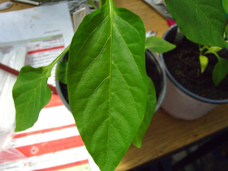 image 06.jpg